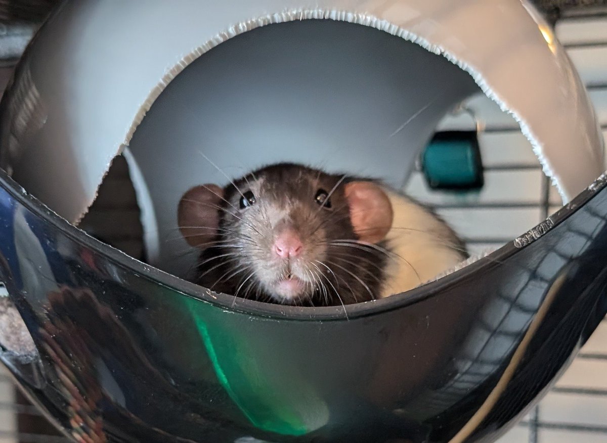 BulletWolf's tweet photo. @ratmols She really does lol
Look at her sister! https://t.co/9dP2AejfH4