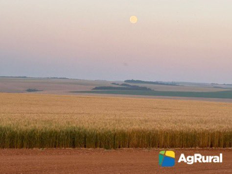 The 24/25 #soybean planting is already finished (or almost there) in some regions of Paraná, #Brazil’s #2 producer. In other regions, soybeans are planted a little later, after the winter crops harvest. Photo taken today in Tibagi, in the “Campos Gerais” region. <a href="/AgRural/">AgRural 🇧🇷</a>