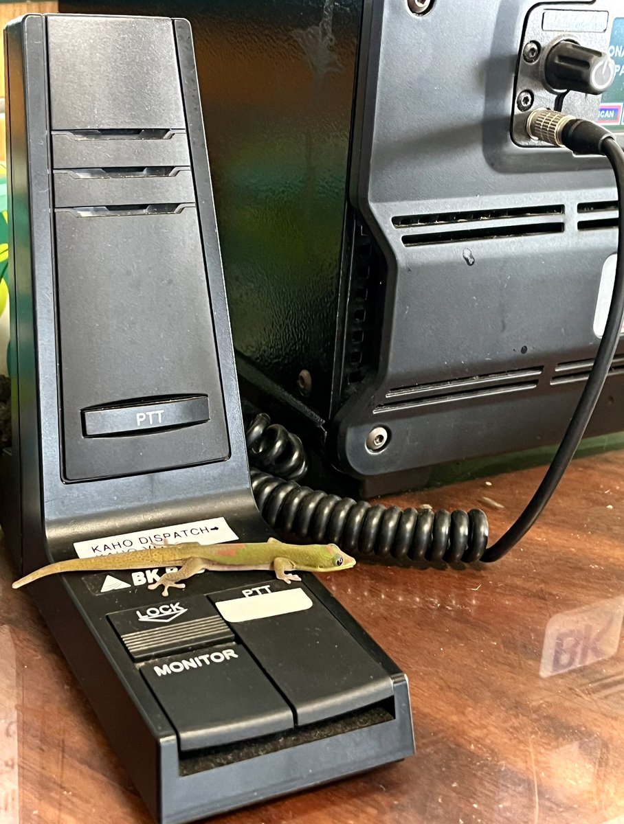 HIPacParks's tweet photo. Check check radio check, how you copy? ๐ฆ
Life at our @kaloko_honokohau_nhp visitor center park store is never without its colorful characters. ๐ข
What do you think this gecko is saying to dispatch?
#HPPALife #geckoesofinstagram #hawaiiparks #KAHO #radiocheck #radiogeck https://t.co/jIOQnmvtal