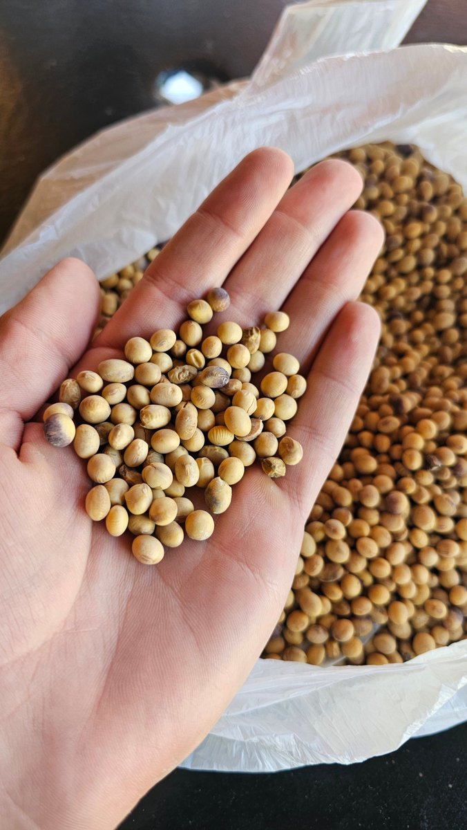 Diego Cogno 🌱☀️🇦🇷🐂🌎 tweet media