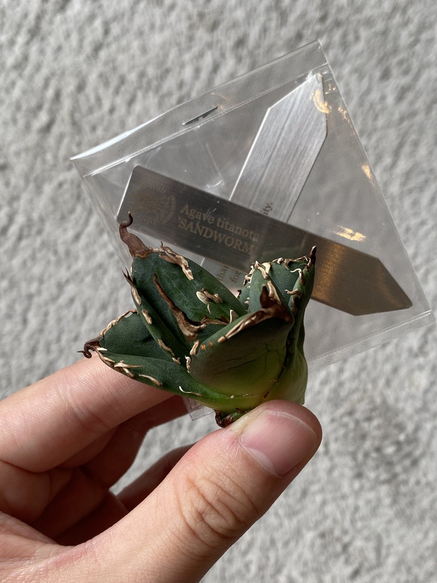 greenmountainjp's tweet photo. 到着！良い棘出てます✨
@Release_plants 
@SGmk2 https://t.co/RaCy0Dn0OQ