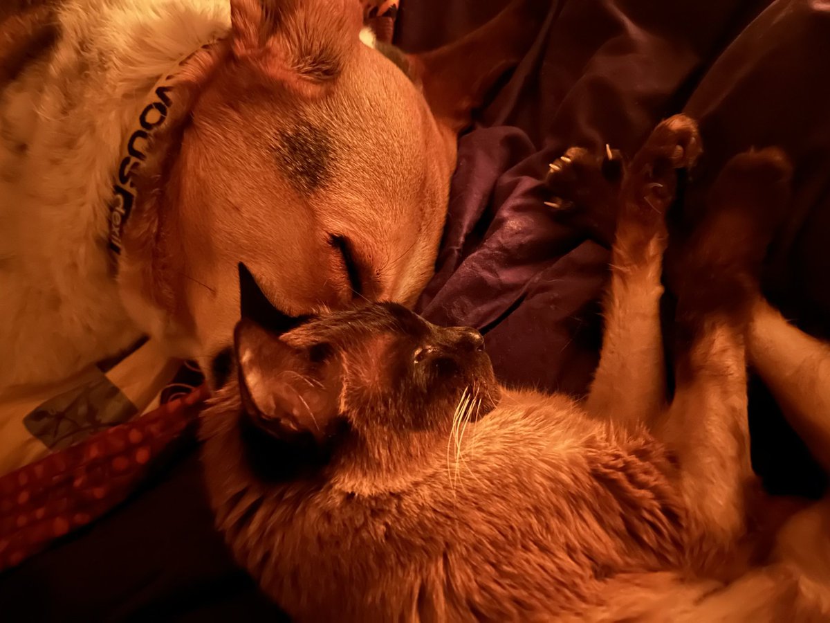 mdmarshall's tweet photo. @OneNerdyOpinion The interspecies snuggling is the best. I am so happy for you three. My two started slow…but became inseparable. I miss them both so much. Snuggle Spike and Dandy from me! https://t.co/tQoK3sYf1O