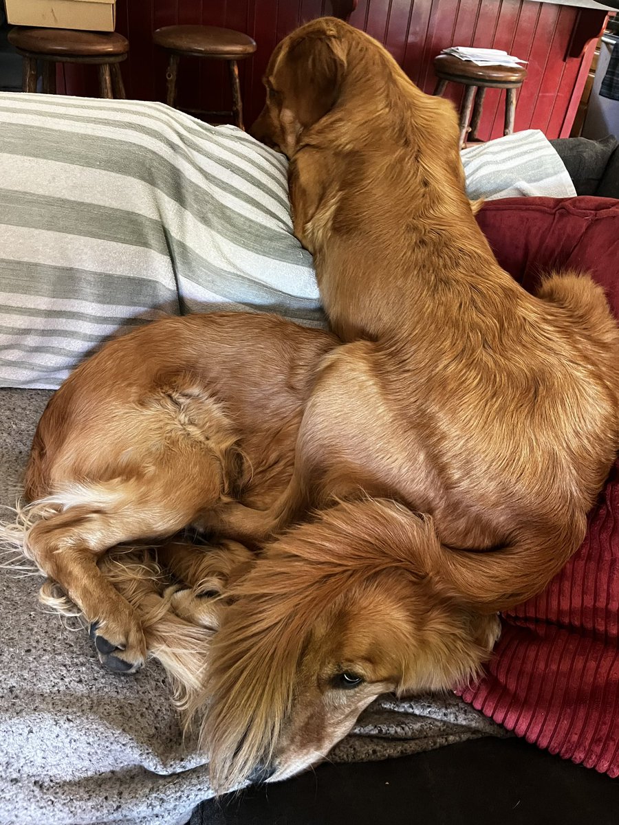 john_koth's tweet photo. @DannyDeraney Two…… somewhere in this furry mess, TWO https://t.co/I8qxAHP2Ec