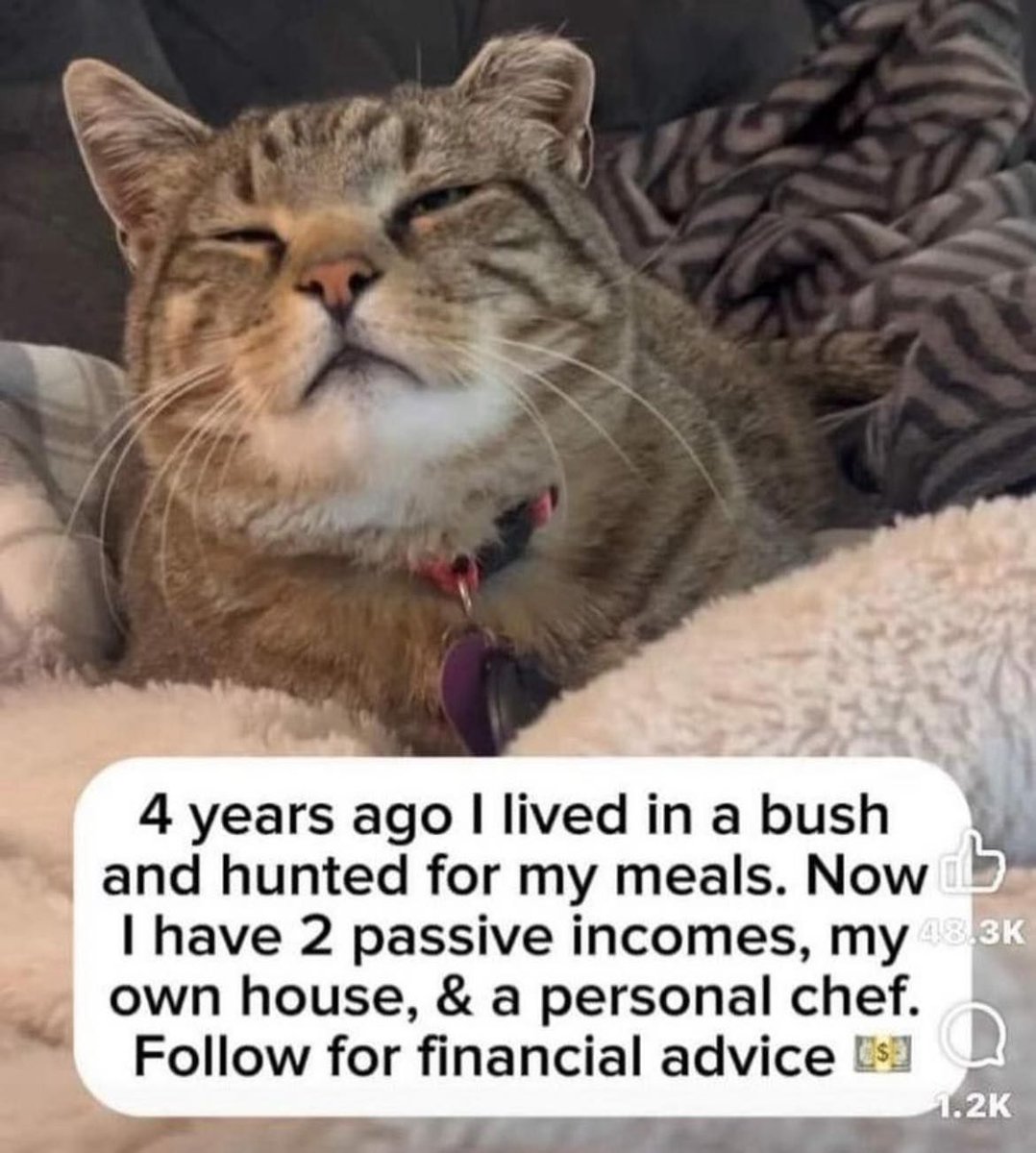 Cats and Kittens tweet media