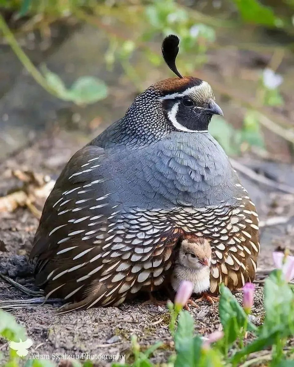 PazyBirds's tweet photo. California Quail 🤎 https://t.co/ZciEmDw4Nv