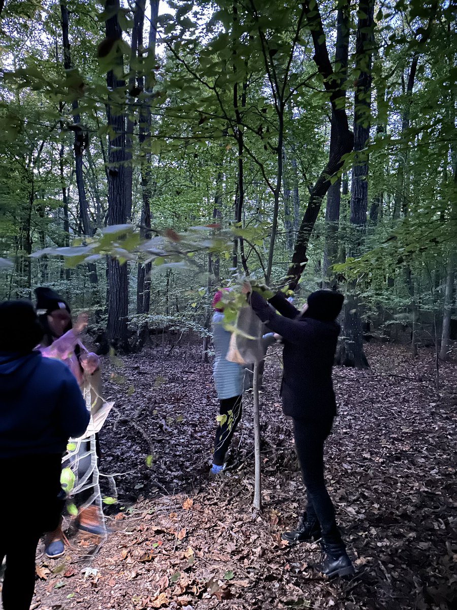 At sunset, just as darkness fell in Guilford Woods, the Cech Lab collected plant samples for medicinal research. An evening of discovery, exploring the forest’s secrets. #MedicinalPlants #NaturalProductsResearch