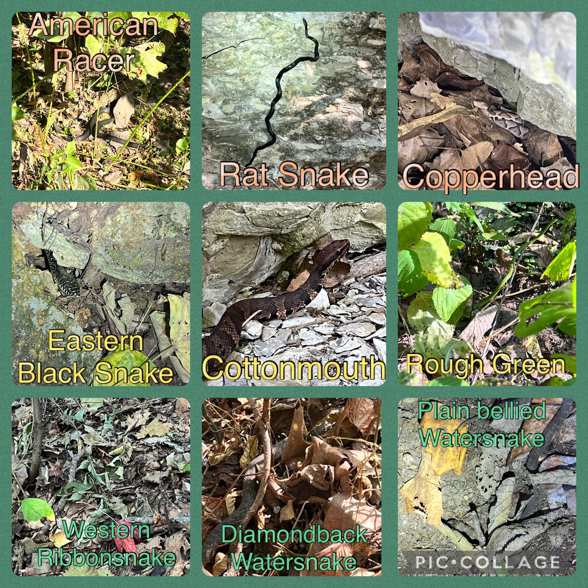 🐍 2 days, 74+ Snakes 🐍, 11 different species! 🐍