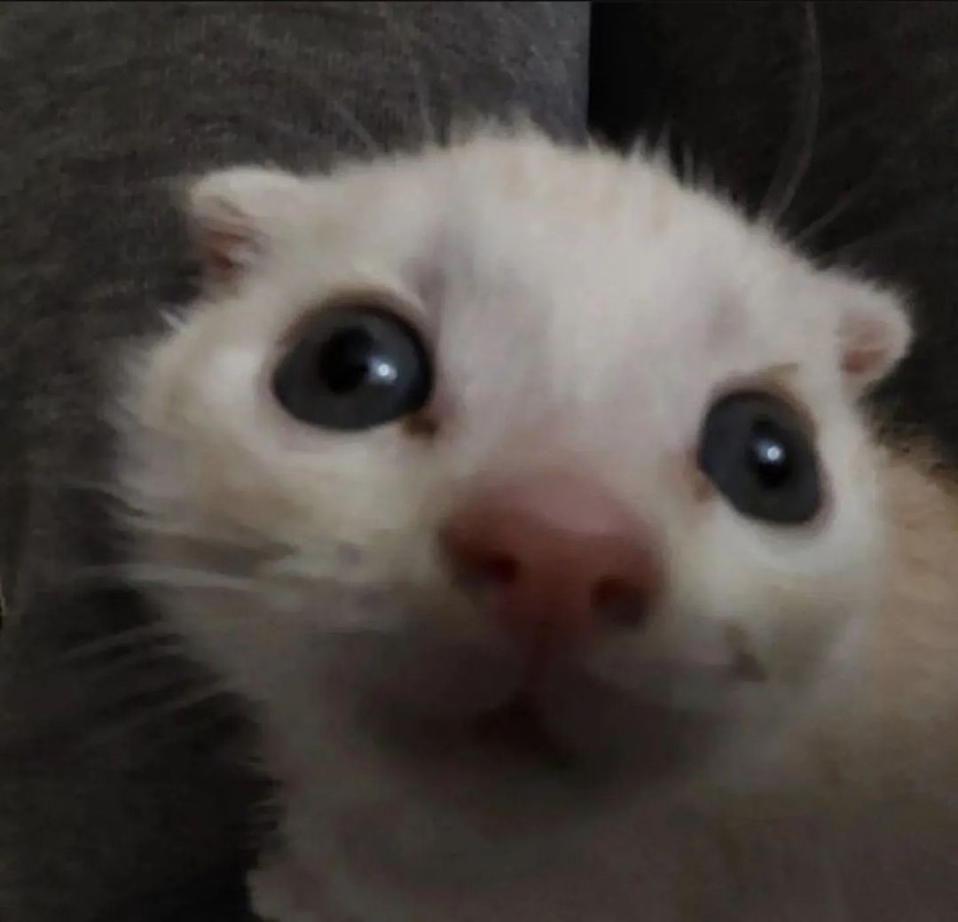 Catsillyness's tweet photo. Them: "Are you dumb?"
Me: https://t.co/PXkDdm2Ibr