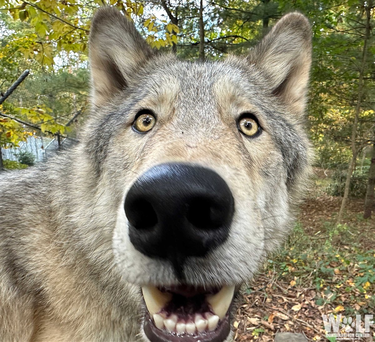nywolforg's tweet photo. GM! 😀 https://t.co/rCGBvQ6Zp1