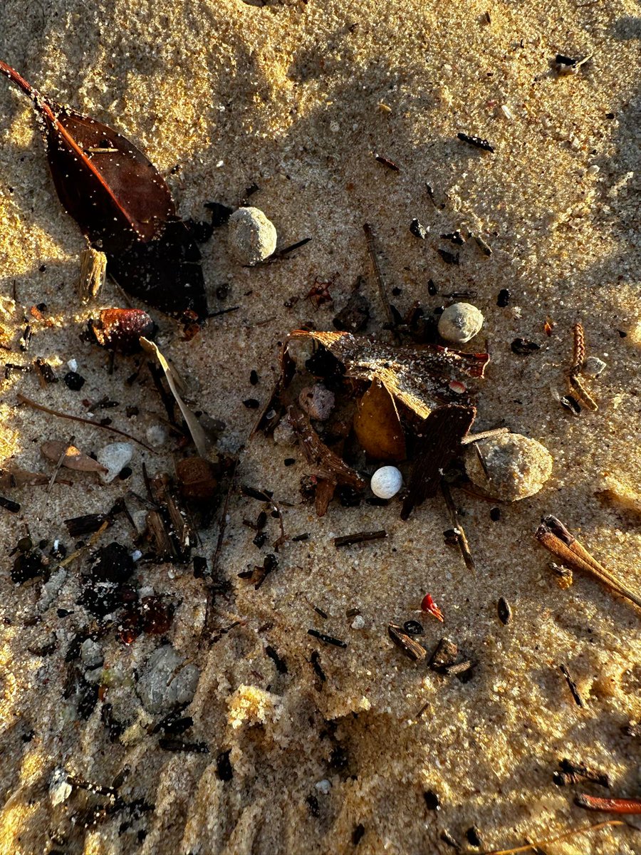 BEACH UPDATE: Clovelly Beach and the northern end of Maroubra Beach have been closed to the public today, Thursday 17 October 2024, after Randwick Council and the EPA identified more ball-shaped debris washed ashore overnight: randwick.nsw.gov.au/about-us/news/…