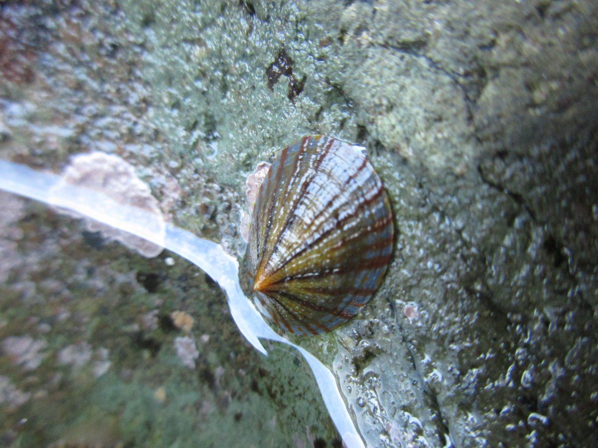 inaturalist's tweet image. #Limpets are not easy to identify, but iNat identifiers like rlucine are working hard to figure them out! 

Check out our Identifier Profile of her here, along with tips on how to photograph limpets for ID. inaturalist.org/posts/100395-i… #malacology #communityscience #biodiversity