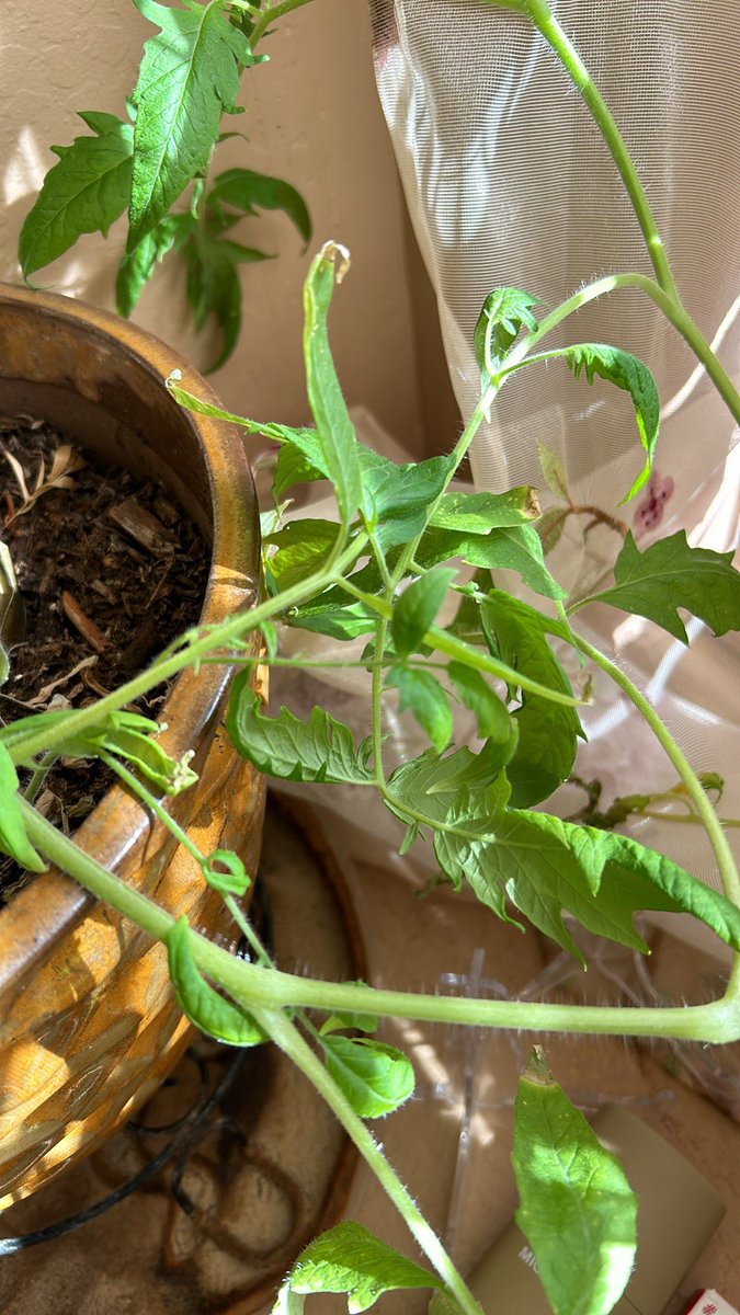 MusePhoenix_twt's tweet photo. A large 🍅 plant - it seeded by itself https://t.co/5ea2GRKgQX