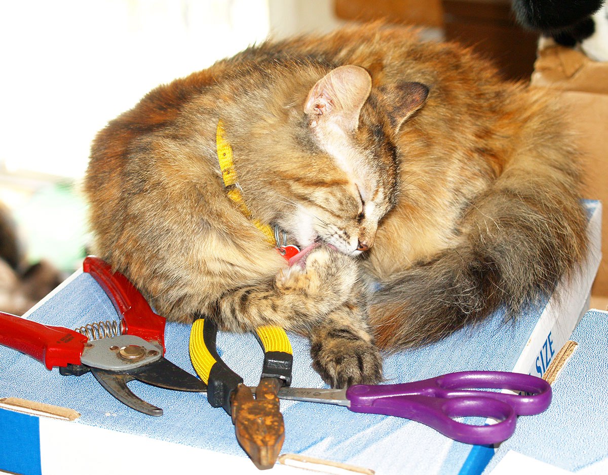 toptropicals's tweet photo. π΅ The power in the hands of the beholder.
"A hammer can build a dream or crush one; its power lies in the hands that wield it."
Share your cats in comments!
πΈ ππππ
πΎ More PeopleCats in our Garden:
https://t.co/whUPxSNJiOΒ
#Quotes #TTtelegram https://t.co/8bSCkqwNlg