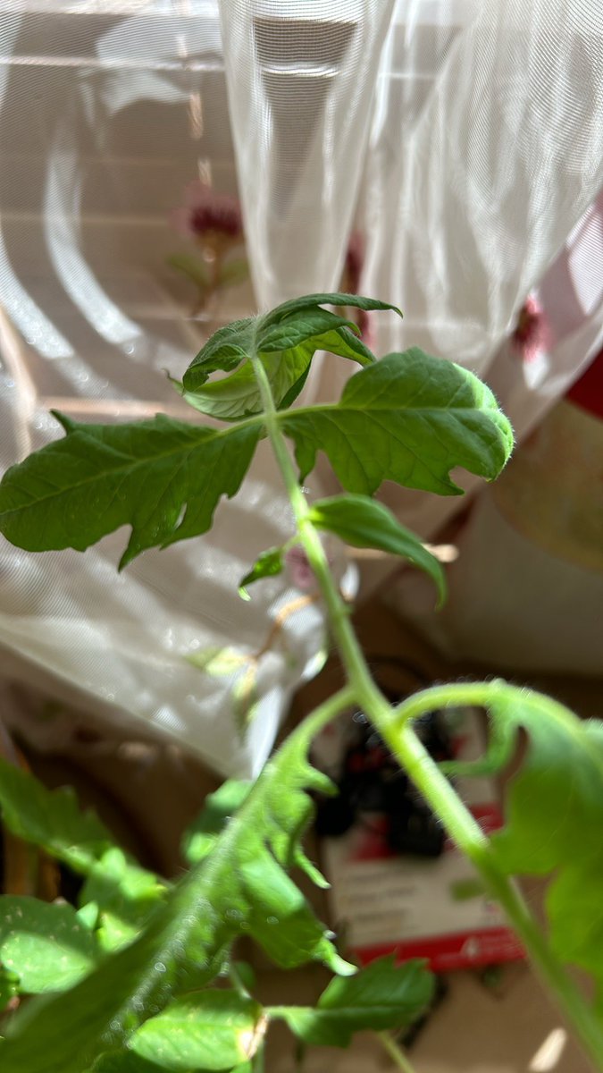 MusePhoenix_twt's tweet photo. #tomato plant it came itself https://t.co/FqfNgIpiIK