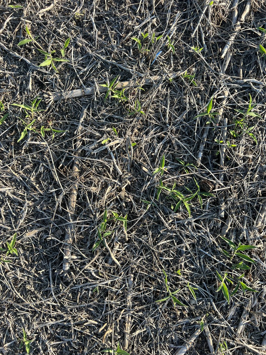 Consultora Más Hectáreas tweet media