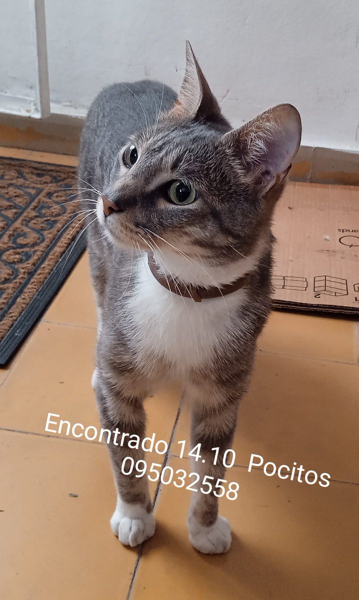 gatosdeluruguay's tweet photo. Los padres de una compañera de trabajo están buscando a la familia de este gatito, lo encontraron solito cerca de su casa y notan que está cuidado, alguien tiene que estar buscándolo. https://t.co/NDY9hhtWXF
