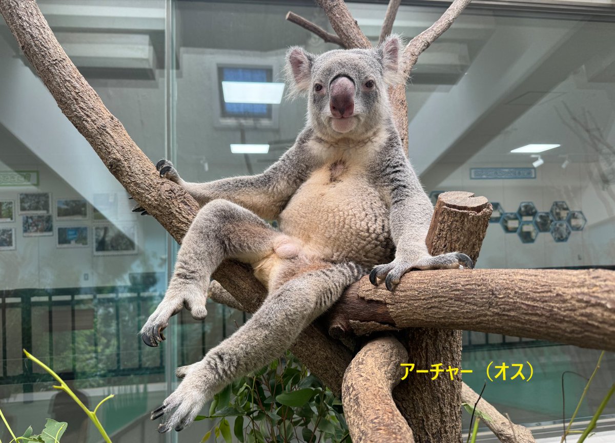 本日は ＃コアラの日 です。 生息地ｵｰｽﾄﾗﾘｱでは森林火災や感染症、生息