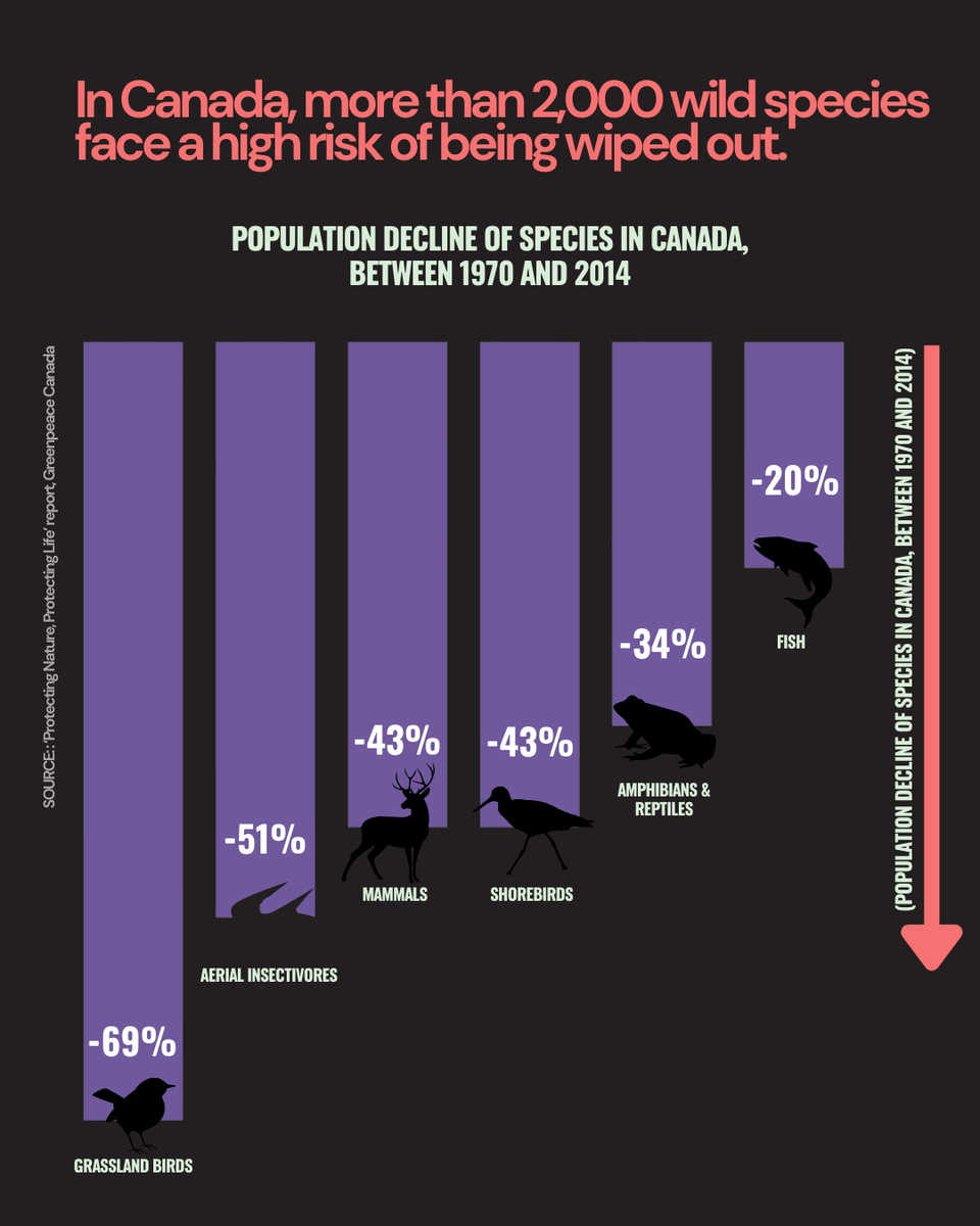🚨 If we reach 100k signatures on our petition by the end of #COP16 (November 1st), we can send the Trudeau government a very very loud message: Time is running out. Pass a STRONG nature law, <a href="/JustinTrudeau/">Justin Trudeau</a>.

✍️ Add your name to #ProtectBiodiversity >> act.gp/406JG6c