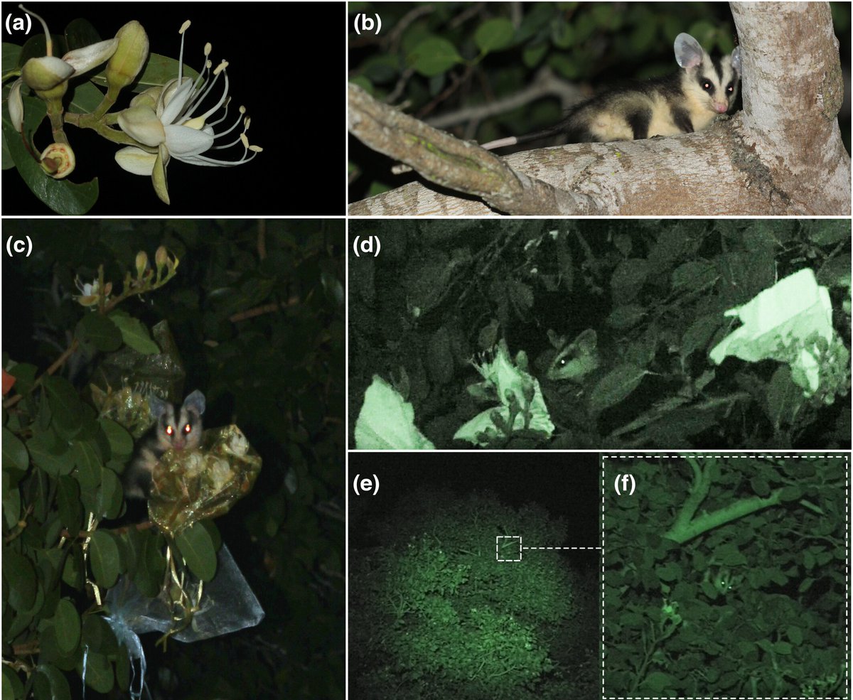 #AustralEcology (@australecology) on Twitter photo New #NaturalHistory note in #AustralEcology finds Didelphis albiventris (opossum) consuming nectar from Hymenaea cangaceira, a bat-pollinated tree in Brazil's Caatinga. Could opossums be key nocturnal pollinators? <a href="/EcolSocAus/">Ecological Society of Australia</a> <a href="/WileyEcolEvol/">Wiley Ecology & Evolution</a>
Read more: bit.ly/4d2pANq New #NaturalHistory note in #AustralEcology finds Didelphis albiventris (opossum) consuming nectar from Hymenaea cangaceira, a bat-pollinated tree in Brazil's Caatinga. Could opossums be key nocturnal pollinators? <a href="/EcolSocAus/">Ecological Society of Australia</a> <a href="/WileyEcolEvol/">Wiley Ecology & Evolution</a>
Read more: bit.ly/4d2pANq
