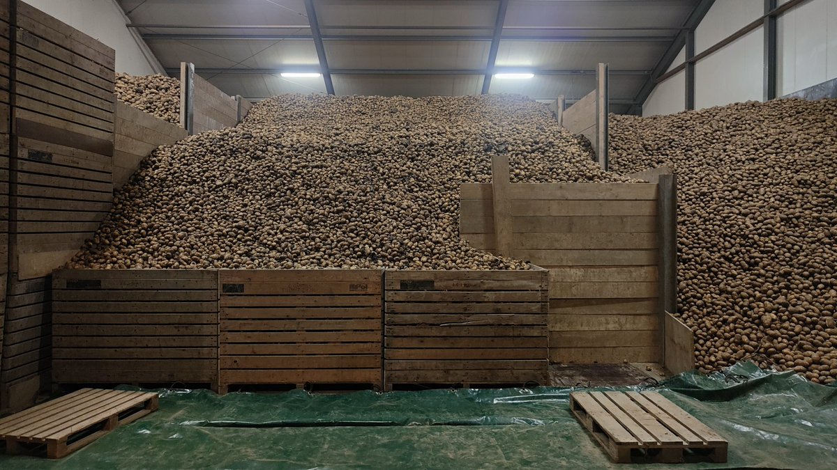 WBrooymans's tweet photo. Om 8.00u begonnen aan 6,5ha aardappelen. Om 2.30u lagen de laatste binnen. 10mm van maandag maakte het niet makkelijk. #nkg #akker https://t.co/IlkGsvI20O