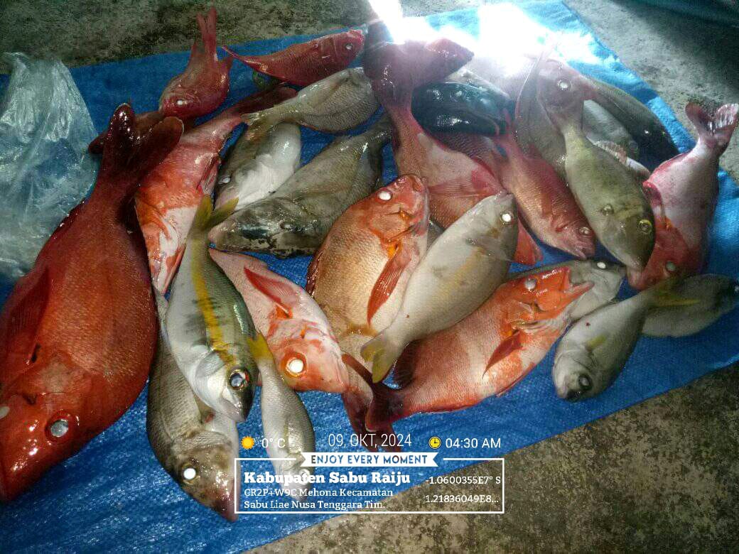 DesiDjami's tweet photo. Rabu (09/10/24), Desi Djami Kale luhkan Kab. Sabu Raijua, KUB Ruba Dara, Desa Mehona, Kec. Sabu Liae. Melaporkan tangkapan ikan, dengan alat tangkap pancing,  sebanyak 7 kg, harga jualnya 35.000/kg
#GiatluhkansatminkalGONDOL
#Saburaijua
#Tangkap
@luhlapor https://t.co/oHM1kDgGtI