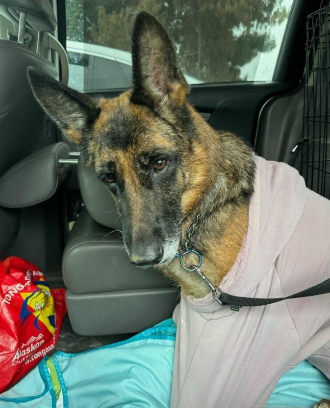 Maple 🐕 🎹 🎸 💙 tweet media