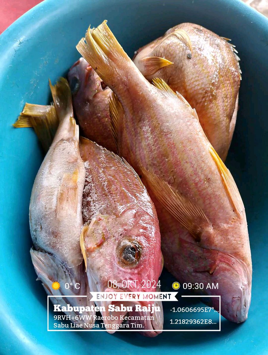DesiDjami's tweet photo. Selasa (08/10/24), Desi Djami Kale luhkan Kab. Sabu Raijua, KUB Wadu Mangngi, Desa Raerobo, Kec. Sabu Liae. Melaporkan tangkapan ikan, dengan alat tangkap Pancing,  sebanyak 4 kg, harga jualnya 35.000/kg
#GiatluhkansatminkalGONDOL
#Saburaijua
#Tangkap
@luhlapor https://t.co/ThJjwR0aK0