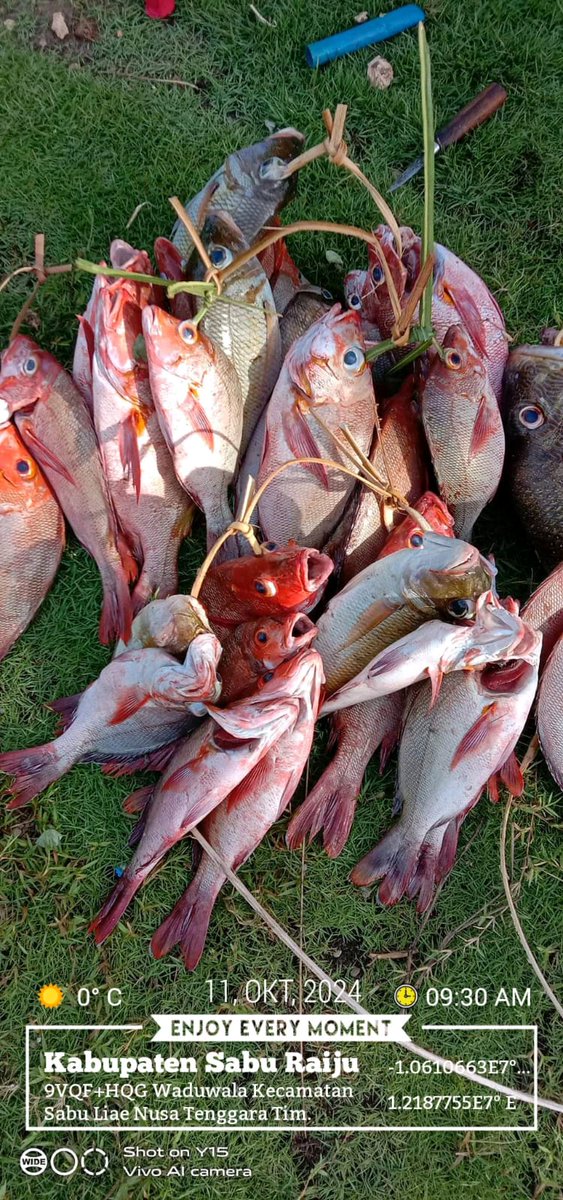 DesiDjami's tweet photo. Jumat (11/10/24), Desi Djami Kale luhkan Kab. Sabu Raijua, KUB Muri Mada, Desa Waduwalla, Kec. Sabu Liae. Melaporkan tangkapan ikan, dengan alat tangkap Pancing,  sebanyak 10 kg, harga jualnya 35.000/kg
#GiatluhkansatminkalGONDOL
#Saburaijua
#Tangkap
@luhlapor https://t.co/L2wNlX6DF7