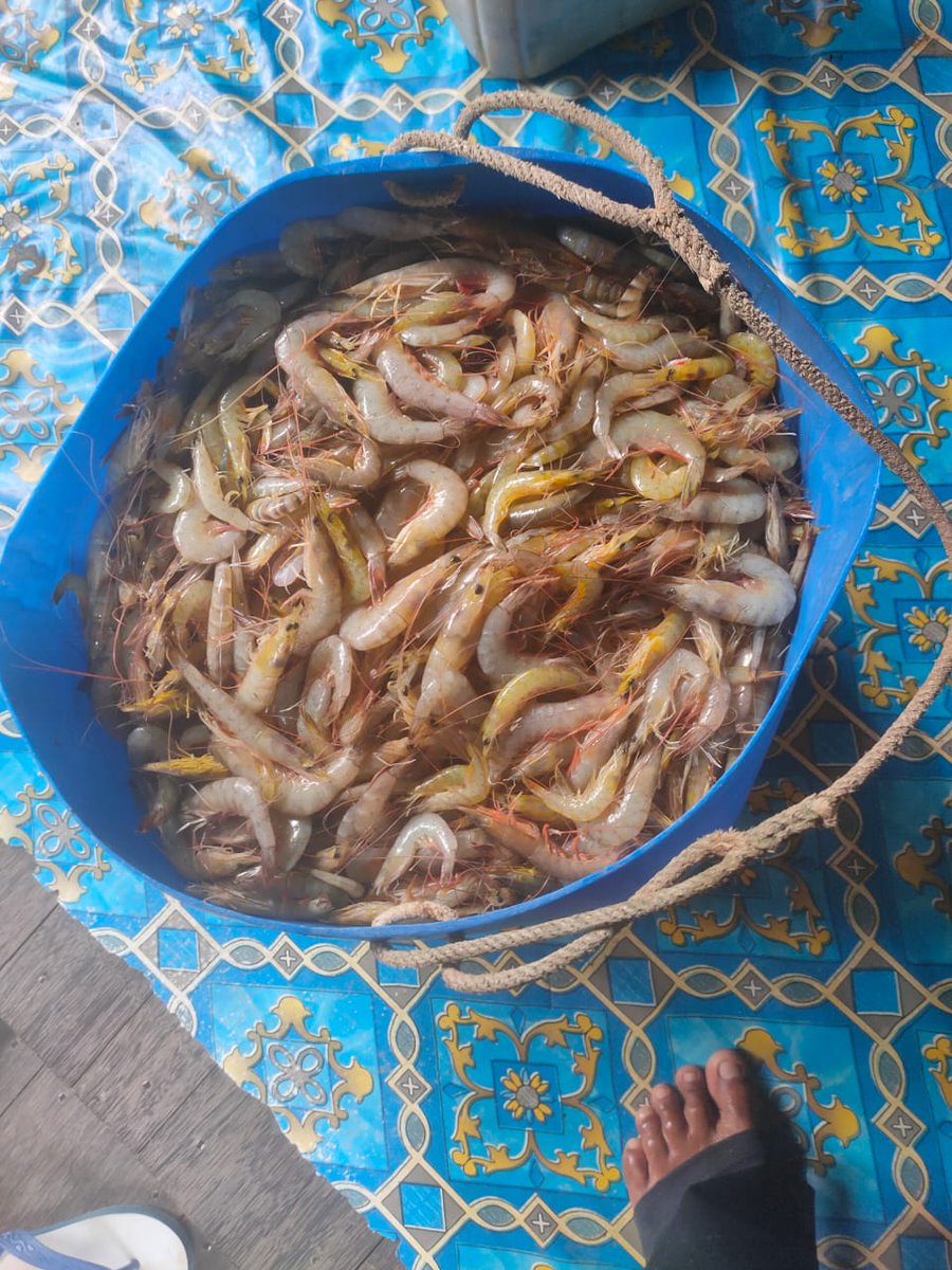 windya_melani's tweet photo. Selasa (15/10), Rusyita Windya Melani, Luhkan Kutai Timur, di Bp Mirza KN Bawal Bolong, Ds Benua Baru Ulu, melaporkan tangkapan Udang Ekspor, BR, Bintik, Jaring hela berkantong, sebanyak 25 kg, 
harga Jual Rp 35.000-85.000/kg #GiatLuhkanSatminkalTegal #KutaiTimur #Tangkap https://t.co/saGEIjDtWf