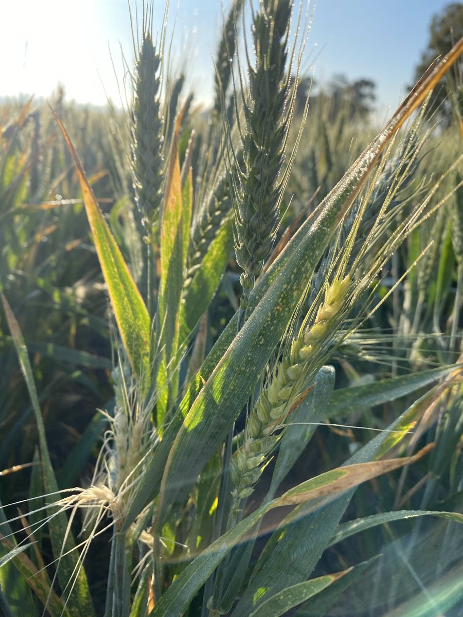 Yes we found frost impact on crop between the Murray and Wagga but with the 40 random paddocks we assessed none had est frost loss greater than 10% and most under 4%. Frost has devastated some but suggest nothing like it’s reputation.