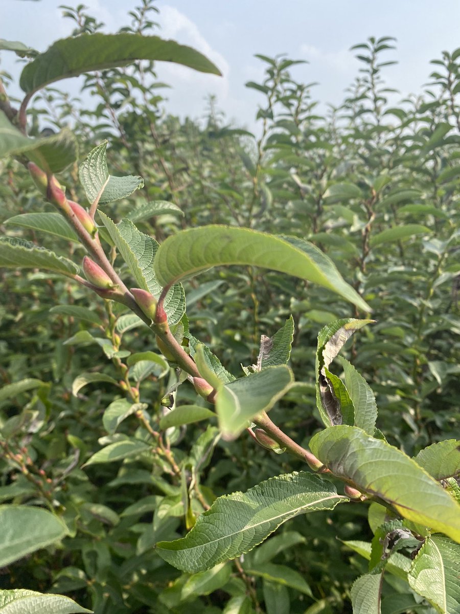 ArteoGreen Pussy Willow are ready for order now👍👍