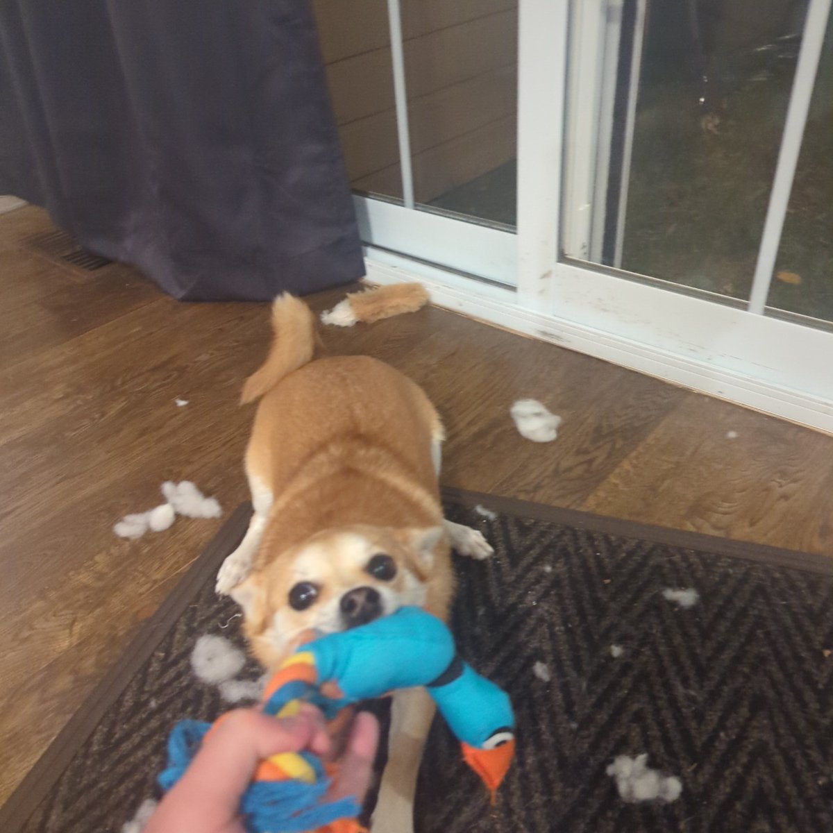 StephenPariser's tweet photo. @InvestorsFriend @trevortombe That being said I had to stay late at work and my wife and adorable puppy will be getting the remainder of my attention. https://t.co/d2gtBfN6lZ