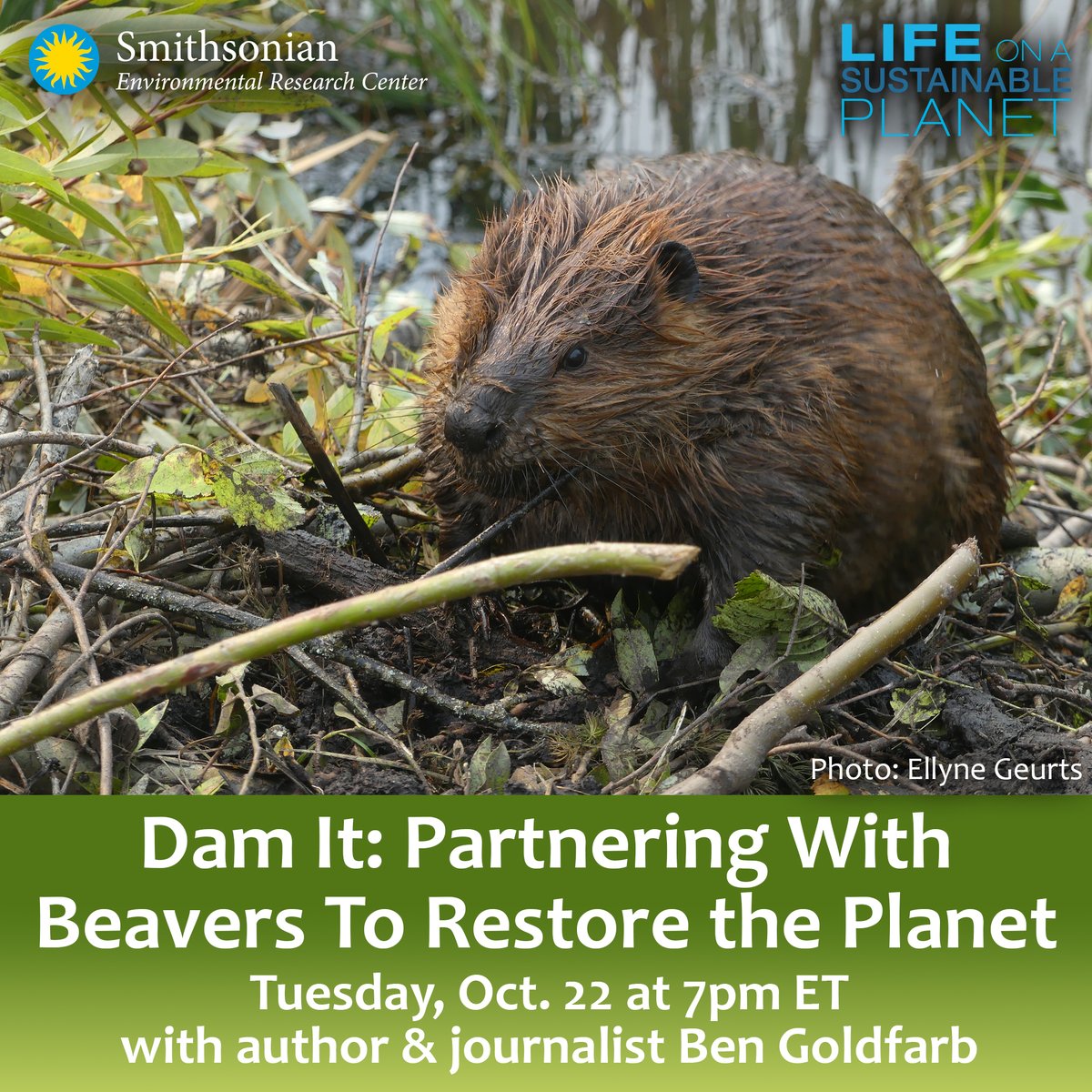 Oh, dam! Next Tuesday, Oct. 22, is our last #OurSustainablePlanet webinar of the year. Join author and journalist Ben Goldfarb, for a fresh look at one of the most maligned rodents in North America. Sign up online to watch live or on demand. s.si.edu/3Nq02PZ