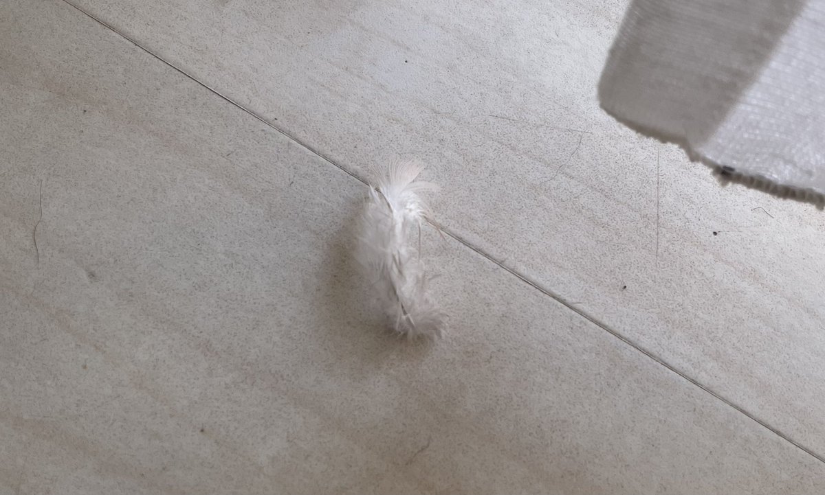 tomukojam's tweet photo. リビングに羽
天使きた？🤭 https://t.co/ycWJU6pFZf