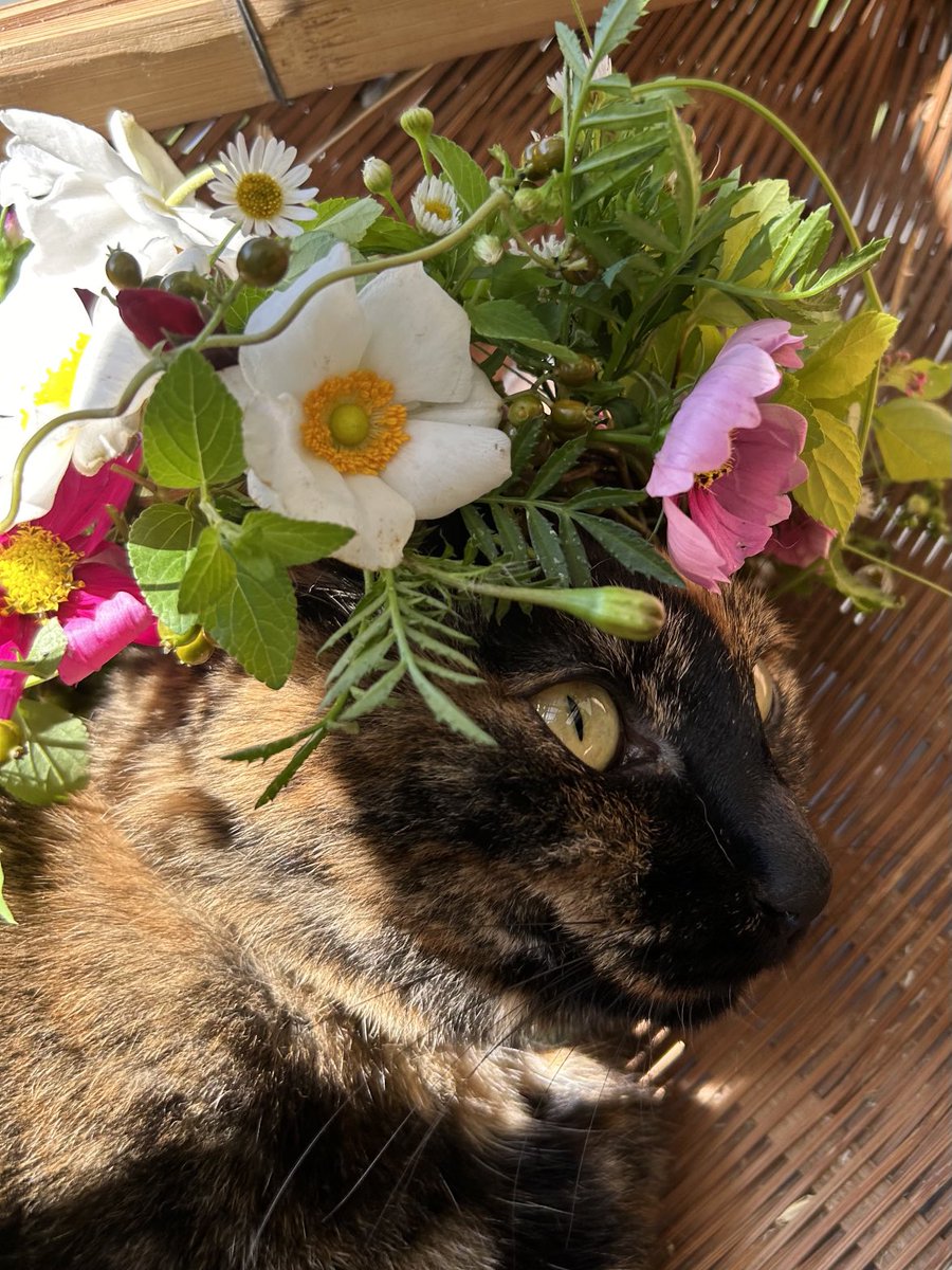 のらねこ のらねこ - Search / X