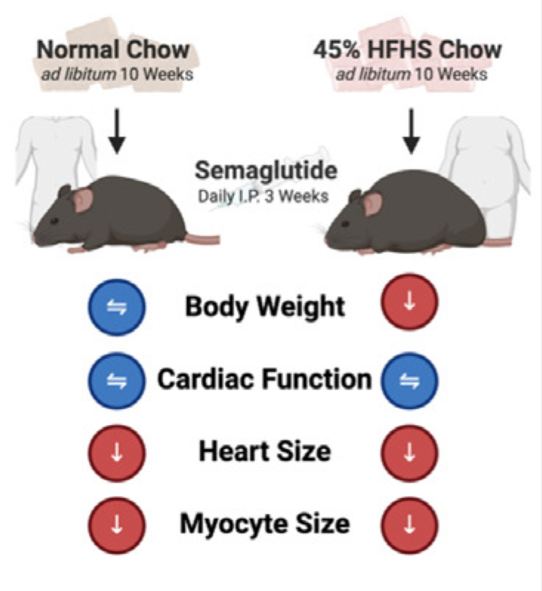 We are excited to share our latest paper:
Semaglutide Reduces Cardiomyocyte Size and Cardiac Mass in Lean and Obese Mice | JACC: Basic to Translational Science jacc.org/doi/10.1016/j.…