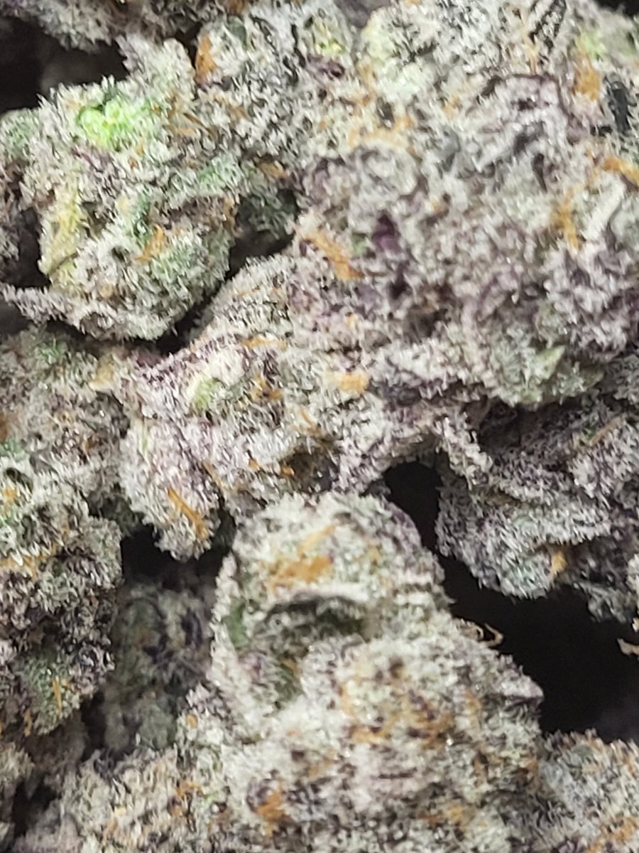 Maine Coon Cats tweet media