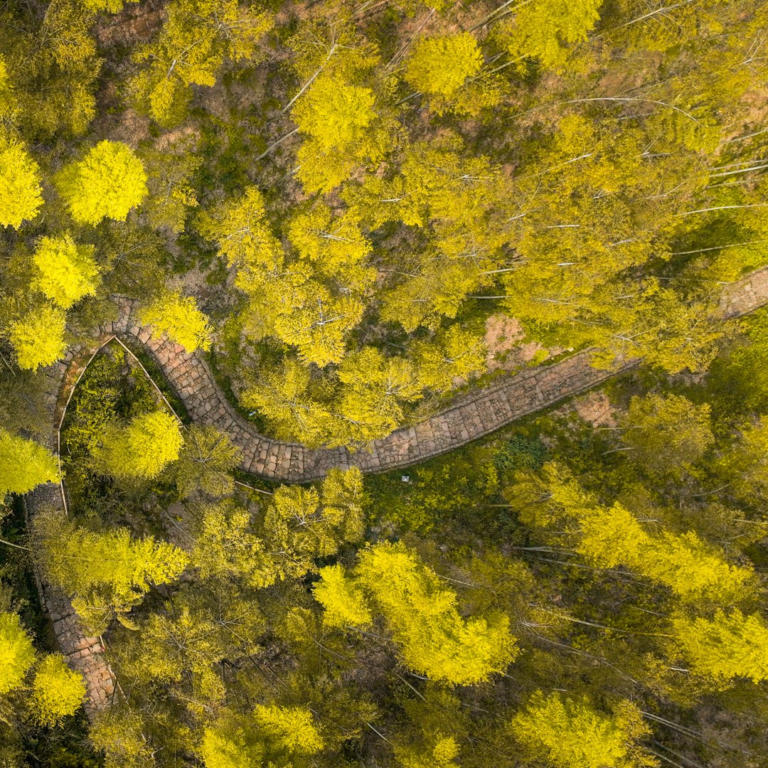 DiscoverYuhang's tweet photo. Come for a hike in #Yuhang📍where you can enjoy the mountain breeze and witness the green #leaves gradually turning yellow🍃🍂. The #Jingshan #ancientpath is intertwined with #bambooforest and #teagardens, with winding #stonesteps offering a different view at every step. It's a perfect destination for hiking👟🧦.