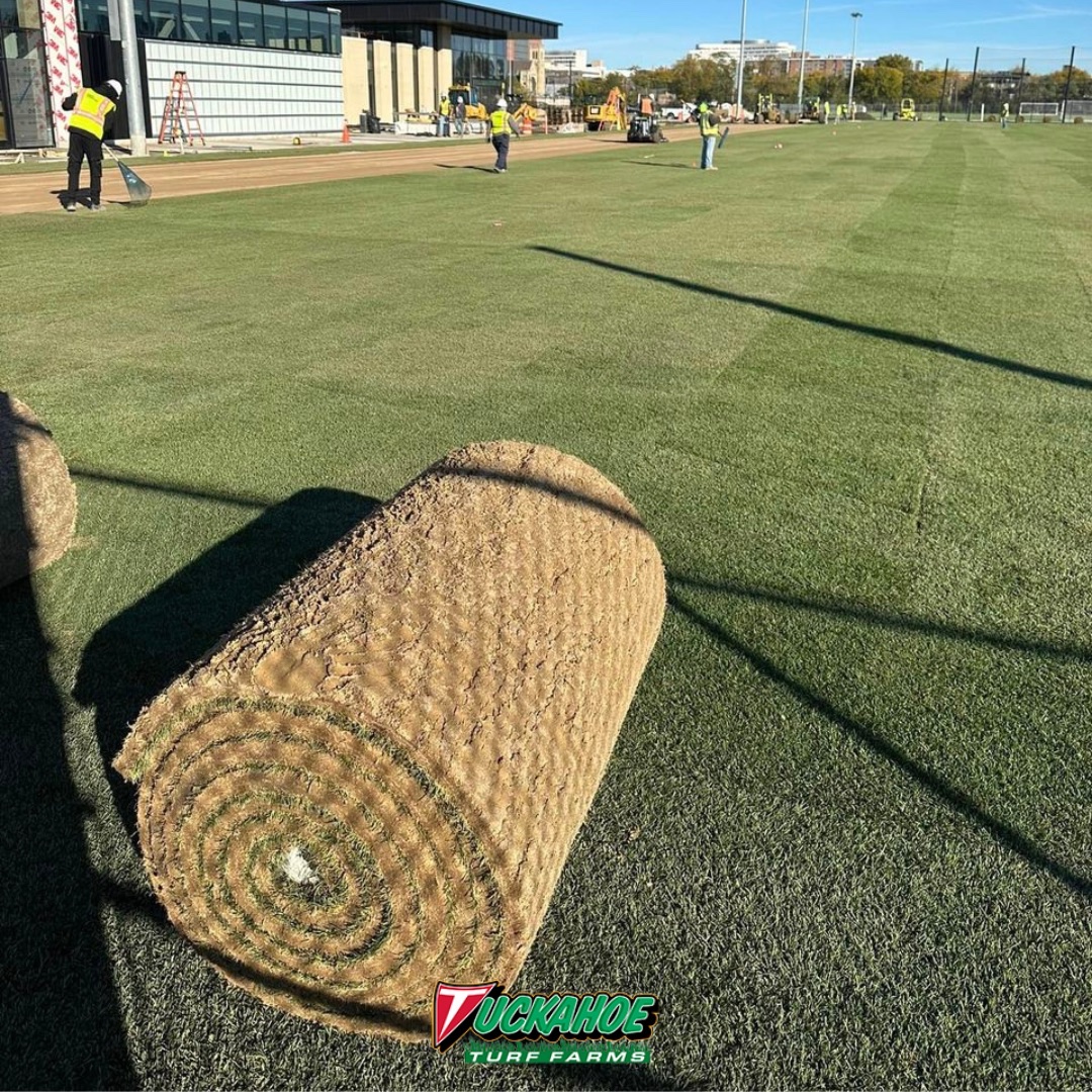 TuckahoeTurf's tweet photo. 245,000 square feet of Gameday Bluegrass sod has been delivered to the new Chicago Fire practice facility!⚽️🔥
#ChicagoFire #GameDaySod #MLSTurf #soccersod #tuckahoeturffarms #njfarms #turf #turffarm #jerseygrown #thatching #grassfacts #turfmanagement #turfinstallation #turffarms https://t.co/SQtTcJxHT4