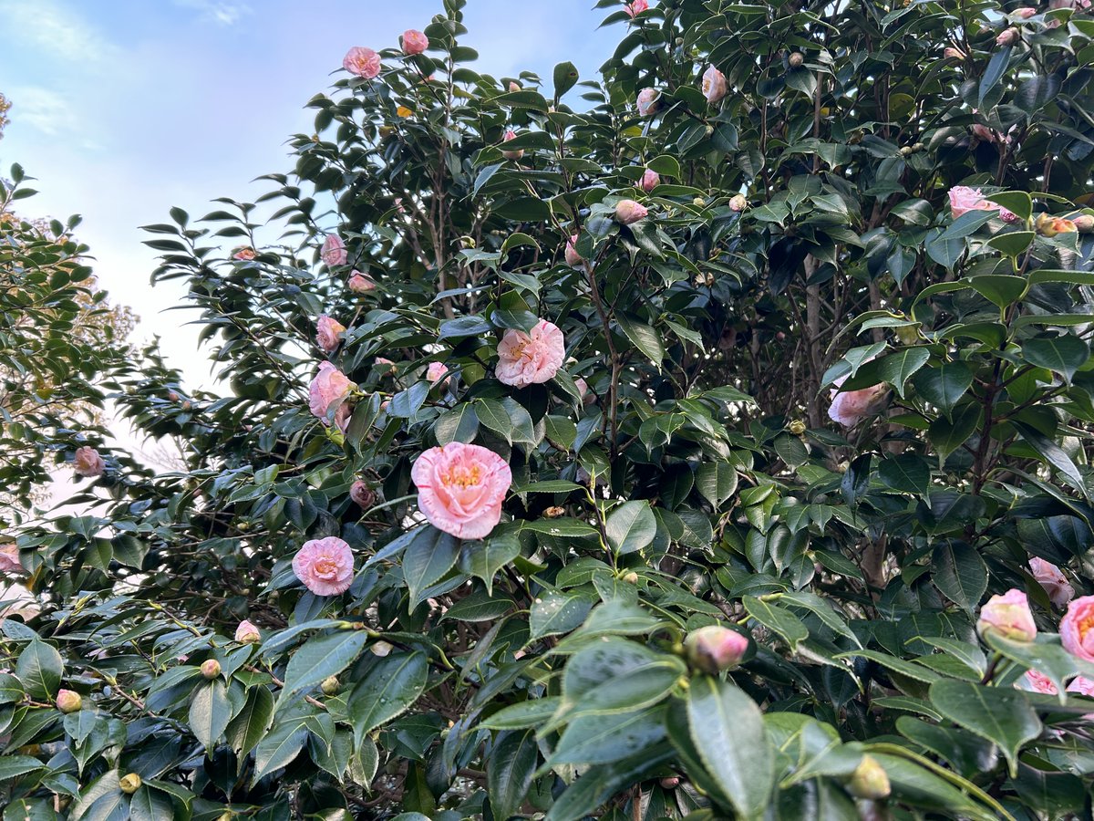 LocalMofa's tweet photo. 【Japan's #remoteisland 】Did you know that there is a desert in Tokyo? #Oshima 🏝️ is full of dynamic nature✨#Desert #TheGreatRoadCut #Camellias
【日本の #離島 】都心にはないダイナミックな景色が楽しめる #東京都 #大島 ⛰️#裏砂漠 #地層大切断面 #椿 など自然の魅力たっぷり🏞️ https://t.co/ySxn1YmmlL