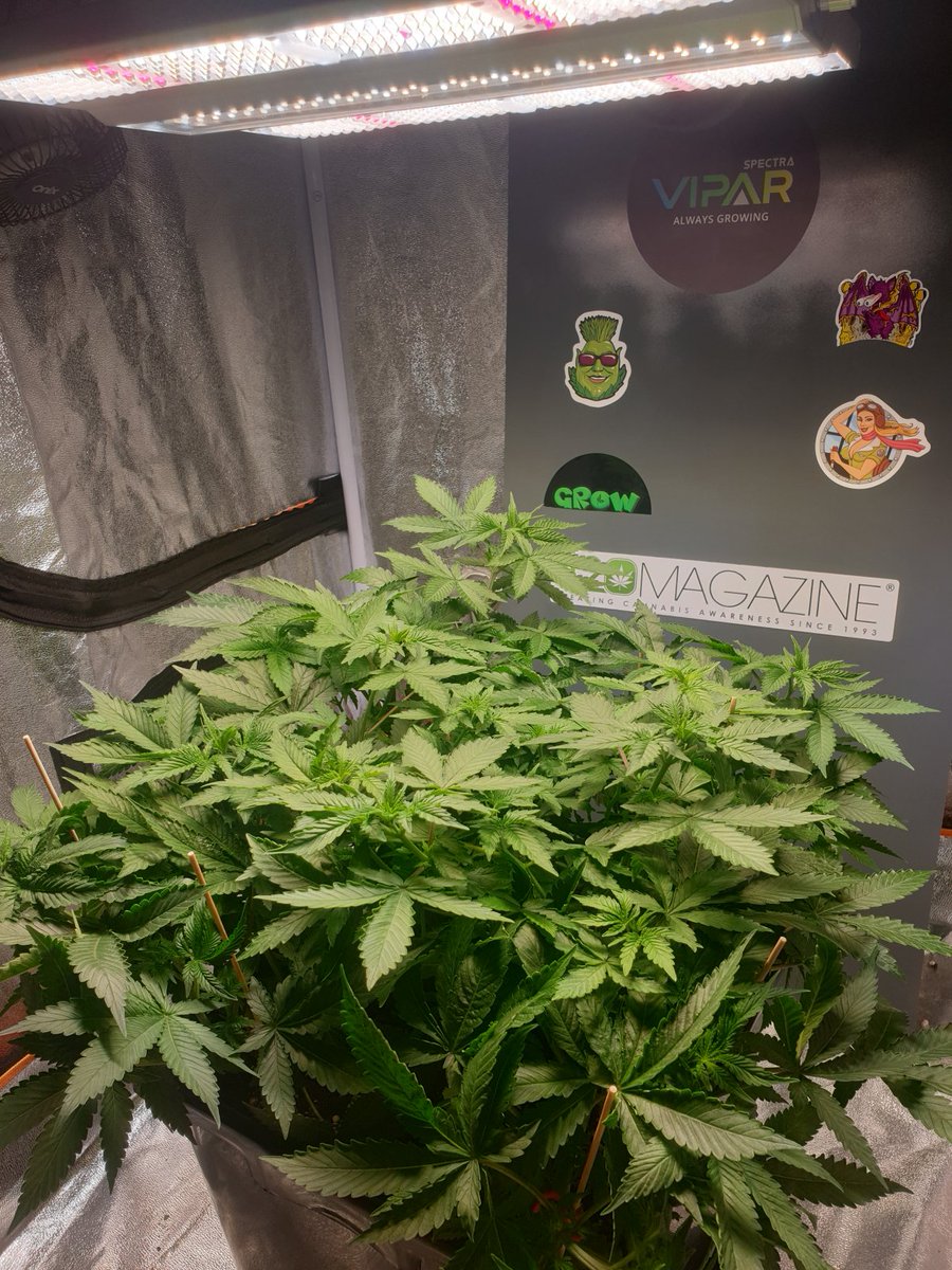 ViparSpectra tweet media