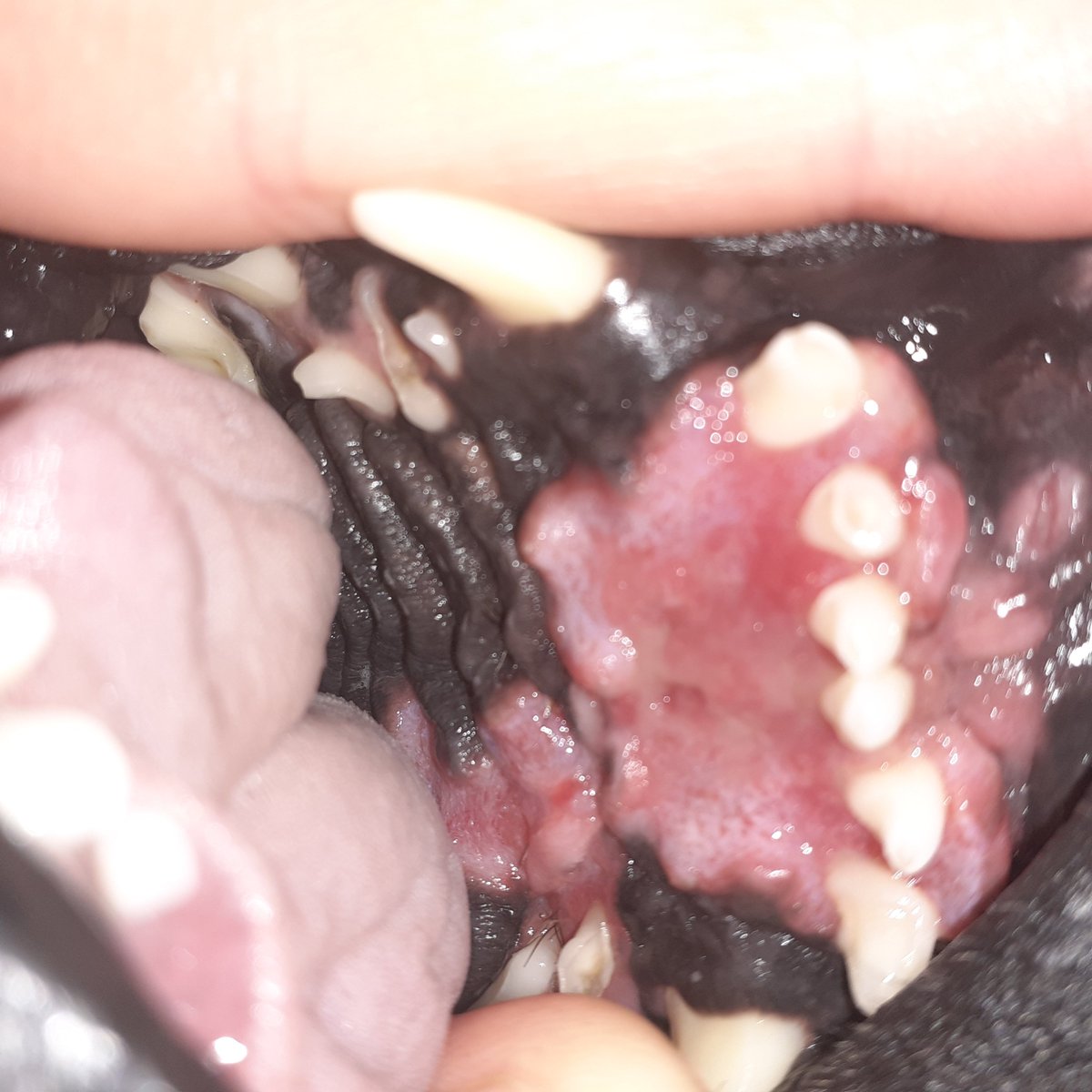 3kids2dogs1life's tweet photo. #dogsoftwitter #twitterrudel
#Hunde #Frenchbully #Krebs 
🐶❤🐶❤

Zum #Frühstück gibt's eine Tablette mit #Erdnussbutter. Das rote in meinem Mund ist alles der #Tumor. Wir brauchen weiterhin eure Unterstützung, jeder #Cent zählt! Vielen Dank!
🐕❤🐶❤🐕

https://t.co/2eg7B3YKtI https://t.co/GrfE5o98Rh