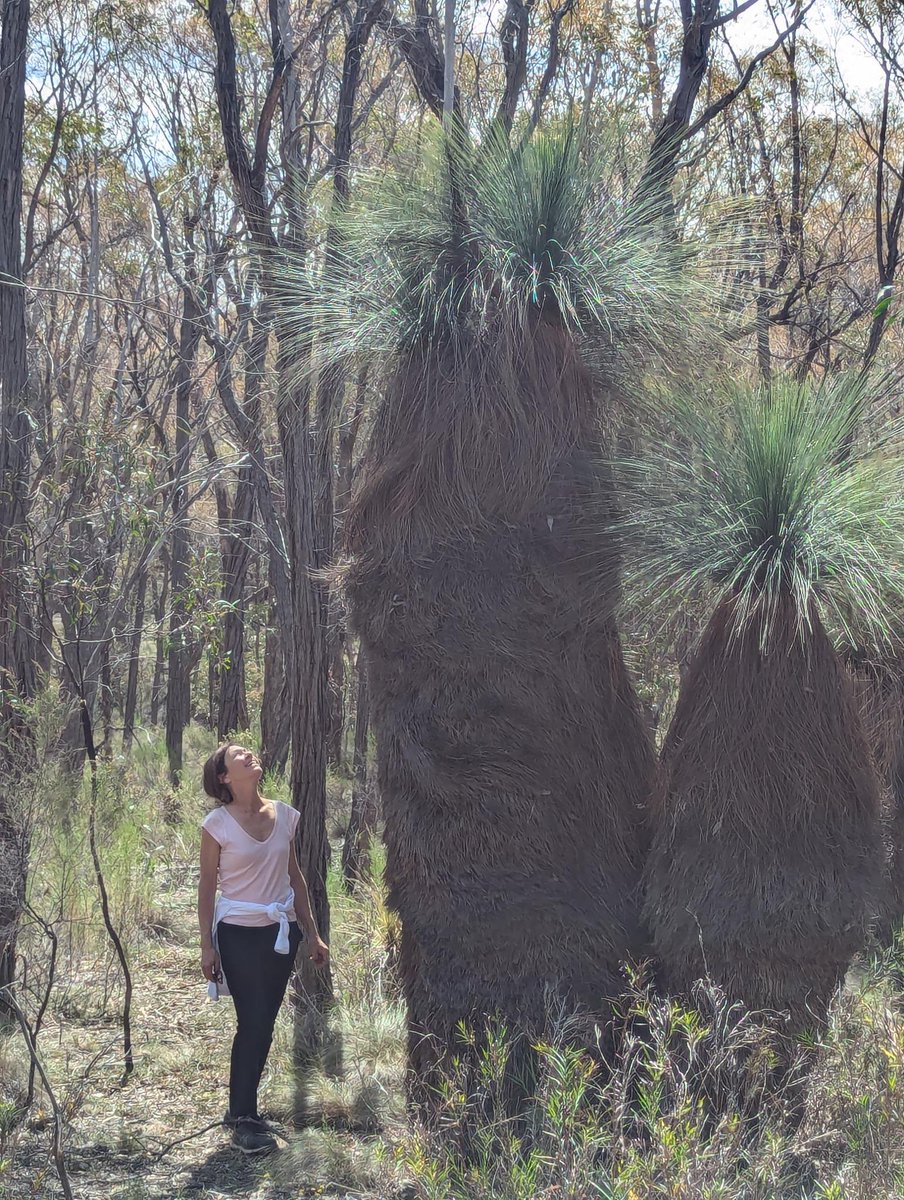 Victorian Forest Alliance tweet media