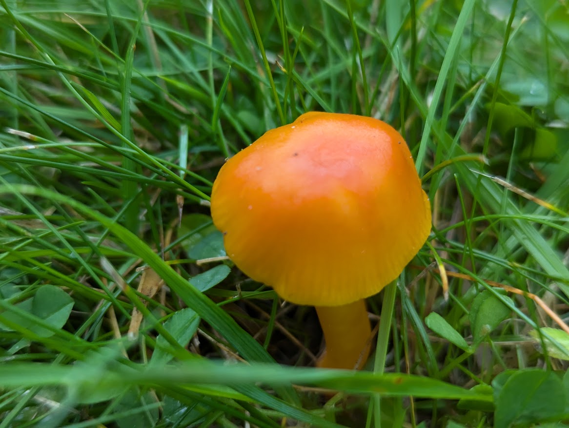 TheAmandaOliver's tweet photo. #waxcaps #fungi Golden waxcap, scarlet waxcaps, golden spindles at Kew Gardens https://t.co/s0MGnhTR4B