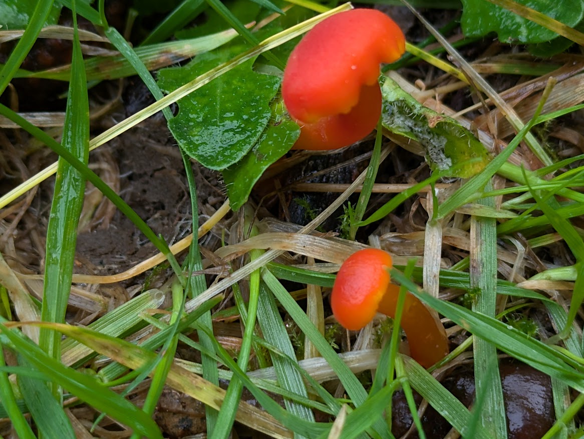 TheAmandaOliver's tweet photo. #waxcaps #fungi Golden waxcap, scarlet waxcaps, golden spindles at Kew Gardens https://t.co/s0MGnhTR4B