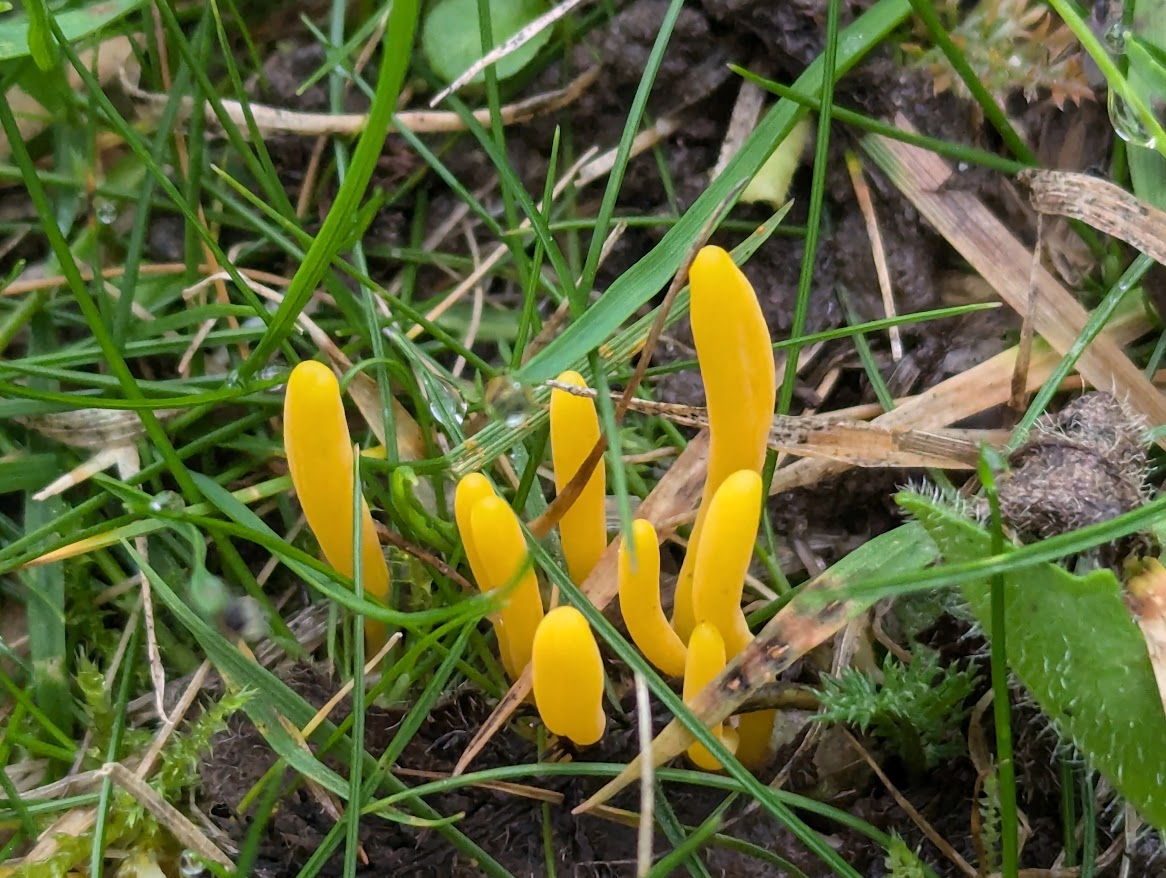 TheAmandaOliver's tweet photo. #waxcaps #fungi Golden waxcap, scarlet waxcaps, golden spindles at Kew Gardens https://t.co/s0MGnhTR4B