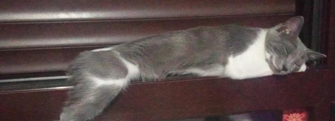 A VER CHINGADA MADRE

El domingo me llega una gata
¿COMO LA LLAMO?!?!

Aviso, o ponéis vuestras ideas abajo o me la como

(Igual me la voy a comer a besos asi que bueno 🤷)

Poder gatuno 😼

La gata ⬇️