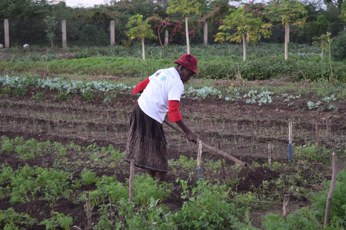 FSCluster's tweet photo. #WorldFoodDay #HAITI (1/3) Providing agricultural assistance, distributing seeds, tools, fertilizers, any support in the field directly supports #foodsecurity partners in guaranteeing the right to nutritious, safe, diverse foods https://t.co/XqXyrugl8j
@FAOHaiti https://t.co/WBAd8fgyVn