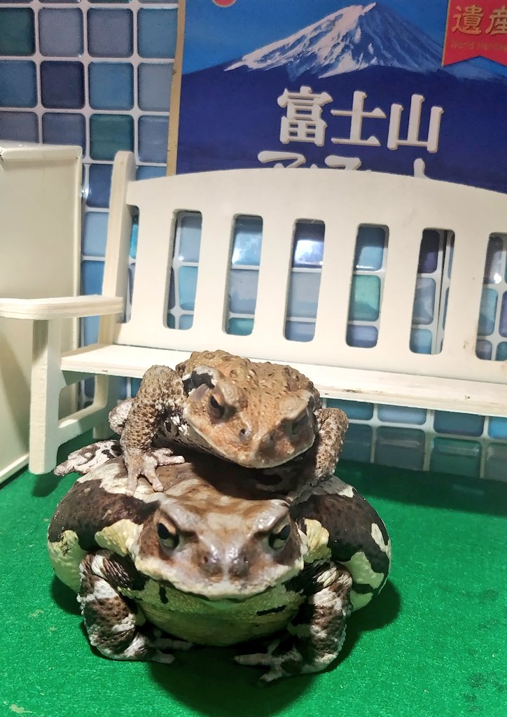 KERONPAS_'s tweet photo. おむすび🐸と小結🐸 https://t.co/jWcIRqGPY0