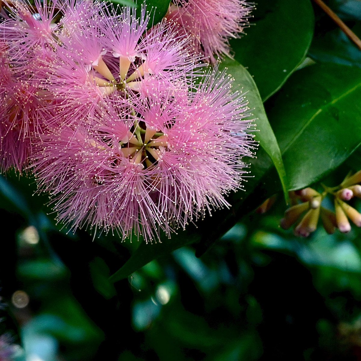 91DaysofSpring's tweet photo. Spring Day 47 - An Australian floral firecracker #lillypilly #spring #ozplants 💕 https://t.co/qyuHyQPtPD